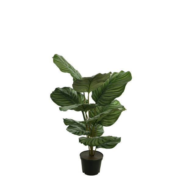 472621 FB PLANTA CALATHEA 60CM C/MAC(471178)