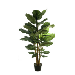 comprar FB PLANTA CALATHEA X5 120CM C/MAC online de desde 371,47 € comprar FB PLANTA CALATHEA X5 120CM C/MAC online de desde 371,47 €