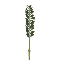 comprar 306739 ZAMIOCULCA 111CM X30H online de desde 22,99 € comprar 306739 ZAMIOCULCA 111CM X30H online de desde 22,99 €
