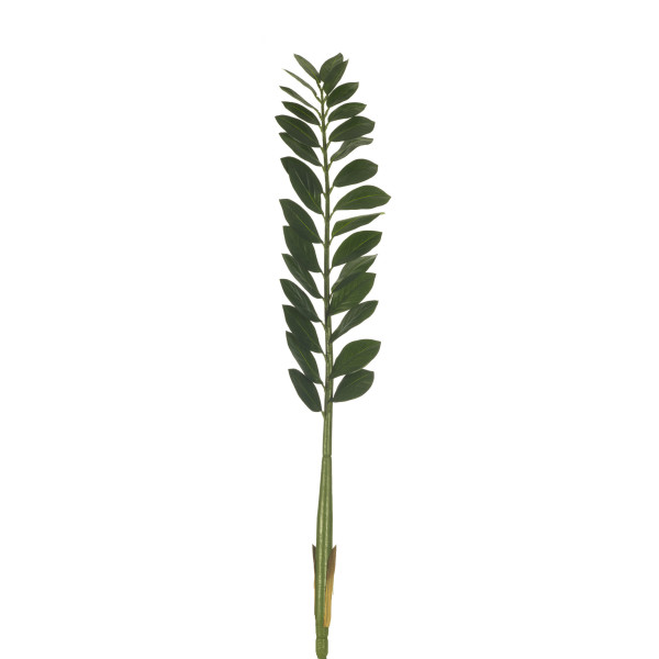 306739 ZAMIOCULCA 111CM X30H