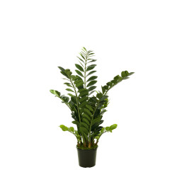 comprar 474510 FB PLANTA ZAMIOCUL GDE. 115CM online de desde 175,45 € comprar 474510 FB PLANTA ZAMIOCUL GDE. 115CM online de desde 175,45 €