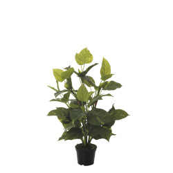 comprar FB PLANTA POTHOS X12 TACTO NAT.70CM C/M online de  desde 56,49 €