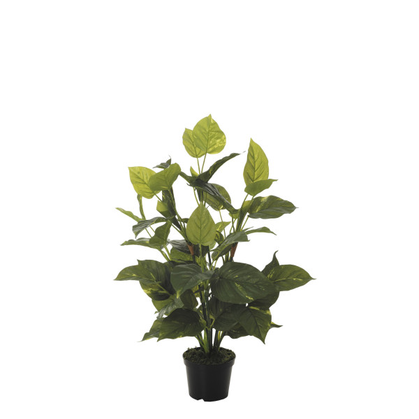 FB PLANTA POTHOS X12 TACTO NAT.70CM C/M