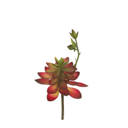 853459 PICK CRASA ECHEVERIA MED.
