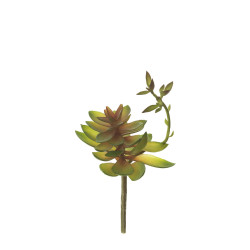 comprar 853459 PICK CRASA ECHEVERIA MED. online de desde 9,68 € comprar 853459 PICK CRASA ECHEVERIA MED. online de desde 9,68 €