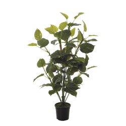 comprar FB PLANTA POTHOS X13 TACTO NAT.97CM C/M online de desde 84,70 € comprar FB PLANTA POTHOS X13 TACTO NAT.97CM C/M online de desde 84,70 €