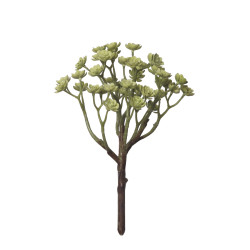 comprar 854069 MATA CRASA ECHEVERIA 25CM online de  desde 13,31 €