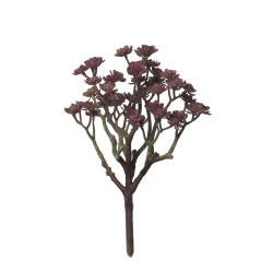comprar 854069 MATA CRASA ECHEVERIA 25CM online de desde 13,31 € comprar 854069 MATA CRASA ECHEVERIA 25CM online de desde 13,31 €