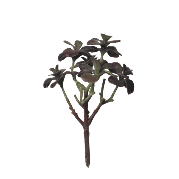 854077 MATA CRASA KALANCHOE 25CM