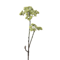 comprar 854051 CRASA ECHEVERIA 50CM online de desde 11,92 € comprar 854051 CRASA ECHEVERIA 50CM online de desde 11,92 €