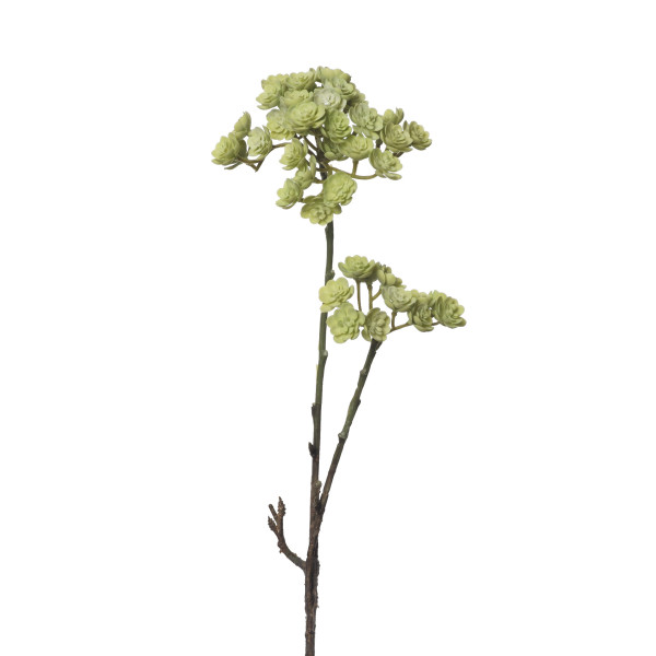 854051 CRASA ECHEVERIA 50CM