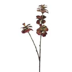 comprar 854085 CRASA KALANCHOE X3 51CM online de desde 10,89 € comprar 854085 CRASA KALANCHOE X3 51CM online de desde 10,89 €