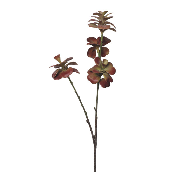 854085 CRASA KALANCHOE X3 51CM