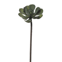 comprar 854035 CRASA PEPEROMIA 54CM online de  desde 10,89 €