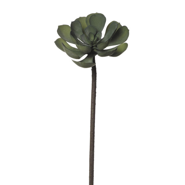 854035 CRASA PEPEROMIA 54CM