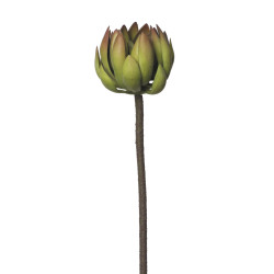 comprar 854027 CRASA ECHEVERIA 72CM online de desde 19,36 € comprar 854027 CRASA ECHEVERIA 72CM online de desde 19,36 €
