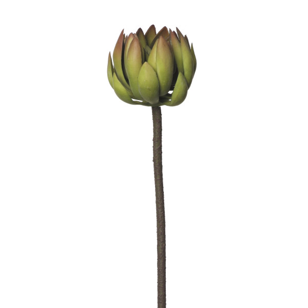 854027 CRASA ECHEVERIA 72CM