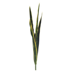 comprar 472134 SANSIVIERA X6 80CM PLASTICO online de desde 36,30 € comprar 472134 SANSIVIERA X6 80CM PLASTICO online de desde 36,30 €