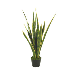 comprar 473231 FB SANSIVIERA X12 80CM C/MAC (472134) online de  desde 83,25 €