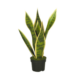 comprar 473760 FB PLANTA SANSIVIERA ANCHA 40CM C/M(4729 online de desde 47,19 € comprar 473760 FB PLANTA SANSIVIERA ANCHA 40CM C/M(4729 online de desde 47,19 €