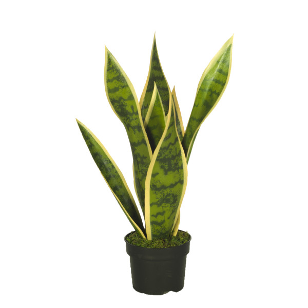 473760 FB PLANTA SANSIVIERA ANCHA 40CM C/M(4729