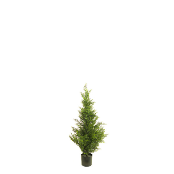 470386 CIPRES 90CM CEDAR
