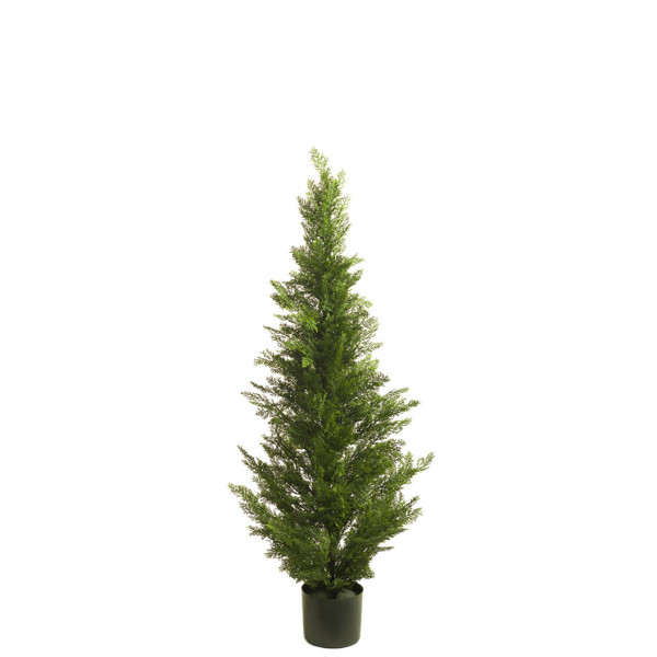 470401 CIPRES 150CM CEDAR