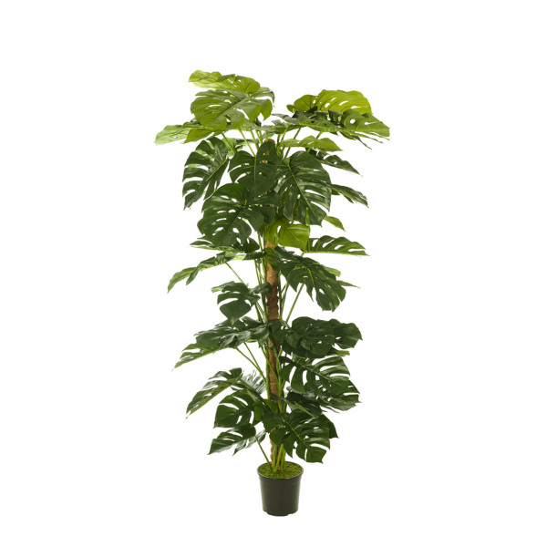 FB TUTOR MONSTERA 3G/60H 180CM
