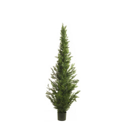 comprar 470419 CIPRES 182CM CEDAR online de  desde 382,36 €