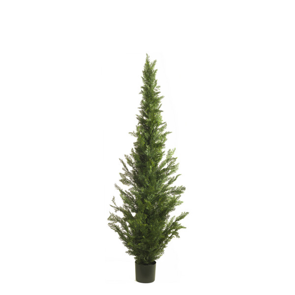 470419 CIPRES 182CM CEDAR