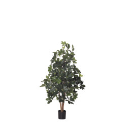 PLANTA SCHEFLERA X752H IM 120CM