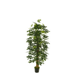 comprar 473265 FB ARBOL SCHEFFLERA 27R/1269H 150CM online de desde 284,59 € comprar 473265 FB ARBOL SCHEFFLERA 27R/1269H 150CM online de desde 284,59 €