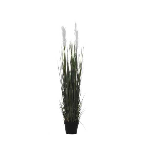 478273 PLANTA GRASS PLUMERO X5/613H 135CM