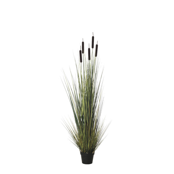 478314 PLANTA GRASS PUROS X5/396 150CM