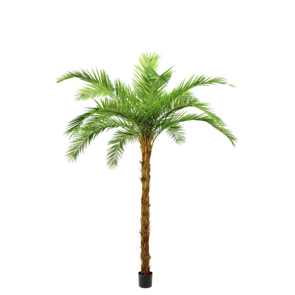 479271 PALMERA PHOENIX PALM PIEL COCO IM 310CM