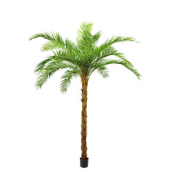 comprar 479271 PALMERA PHOENIX PALM PIEL COCO IM 310CM online de desde 3,303.30 comprar 479271 PALMERA PHOENIX PALM PIEL COCO IM 310CM online de desde 3,303.30