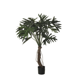 PLANTA FILODENDRO X15 IM 145CM