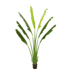 comprar PLANTA BANANA PALM X7 IM 250CM online de desde 677,60 € comprar PLANTA BANANA PALM X7 IM 250CM online de desde 677,60 €