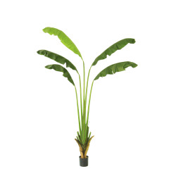 comprar PLANTA BANANA PALM X5 IM 310CM online de  desde 592,90 €