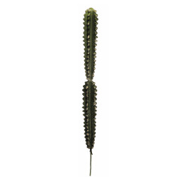 comprar CACTUS HOONDIA -G- 70CM online de desde 19,59 € comprar CACTUS HOONDIA -G- 70CM online de desde 19,59 €