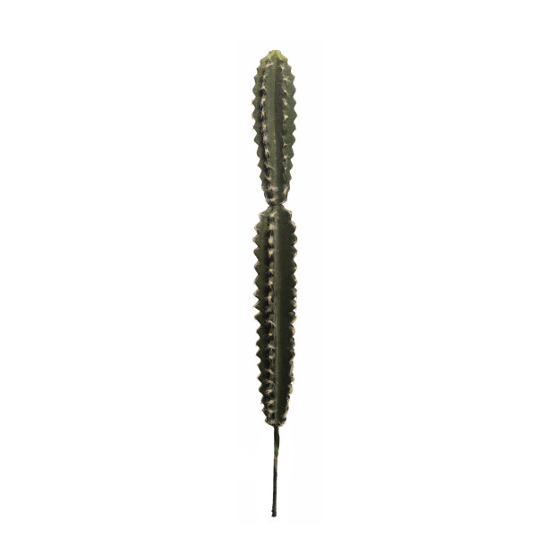 475857 CACTUS HOONDIA -B- 60CM