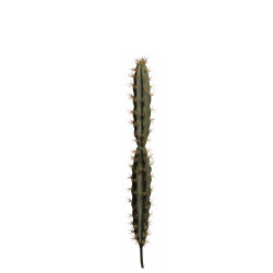 comprar 475782 AGAVE CANARIENSE online de  desde 29,04 €