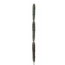 comprar 475758 AGAVE CANARIENSE -C- 133CM online de desde 44,53 € comprar 475758 AGAVE CANARIENSE -C- 133CM online de desde 44,53 €