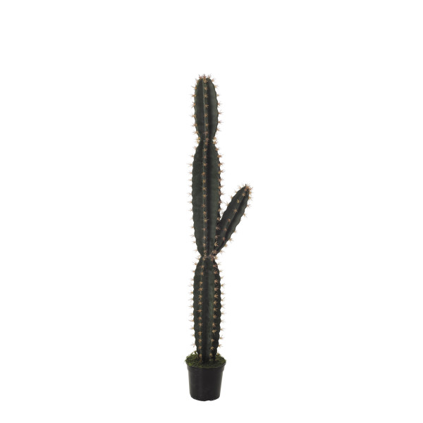 FB AGAVE CORRYOCACTUS MED. 137CM C/M