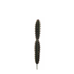 comprar 475740 AGAVE CORRYOCACTUS online de  desde 44,53 €