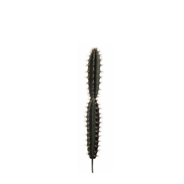 AGAVE CORRYOCACTUS | CACTUS