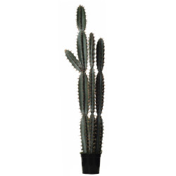 comprar FB CORRYOCACTUS GDE. X3 C/MAC online de  desde 837,05 €