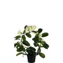 comprar 205882 FB MACETA GUIRNALDA JAZMIN X71/42FL(3065) 50cm blanco online de  desde 48,40 €