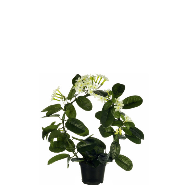 205882 FB MACETA GUIRNALDA JAZMIN X71/42FL(3065) 50cm blanco