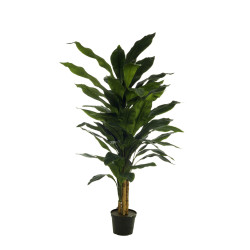 FB PLANTA ASPIDISTRA X5 150CM C/MAC(4711